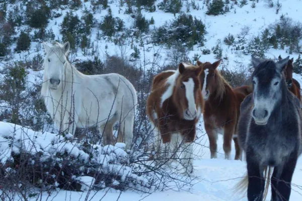Caballos en la nieve Caballos en la nieve